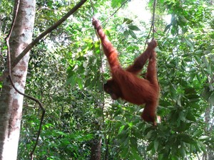 Orang Utan, Sensasi Pagi di Bukit Lawang