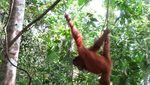 Orang Utan, Sensasi Pagi di Bukit Lawang