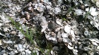 Inilah kumpulan kulit kerang, yang terbentuk menjadi bukit