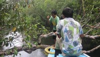 Pohon yang menghambat laju kelotok