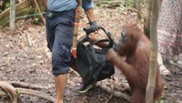 Unyuk si nakal di Camp Lakey