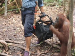 Pacuan Adrenalin di Taman Jurassic Park Indonesia