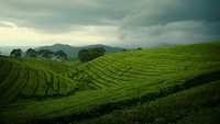 Bukit-bukit kebun teh yang hijau terhampar indah