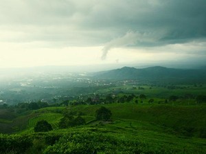Pagar Alam yang Alami