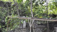 Burung Elang Putih