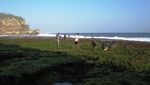 Pantai Ngobaran, Antara Karang, Pura dan Landak Laut