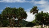 Celah semak pandan menjadi pintu masuk pantai (HRA)