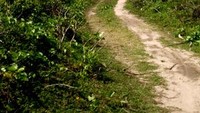 Jalan tanah dan ilalang menuju pantai (HRA)
