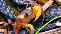 Kepiting