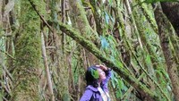 Hutan Hujan Tropis, akar pohonnya setinggi 2 meter.