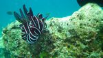 Pengalaman Diving Pertamaku