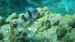 Pengalaman Diving Pertamaku