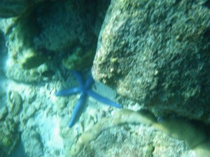 Pengalaman Diving Pertamaku