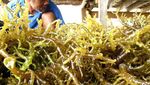 Penggerak Roda Perekonomian Sulawesi Tenggara