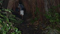 Pohon kiara yg berukuran raksasa, mempunyai lobang diantara akar sebagai jalan untuk dilalui