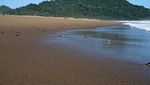 Penyu Hijau di Pantai Sukamade