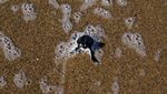 Penyu Hijau di Pantai Sukamade