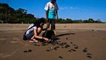 Penyu Hijau di Pantai Sukamade