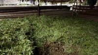 Daun  Kayu Putih yang sudah dipetik dan  siap diolah.