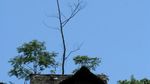 Percakapan Kejakartaan di Baduy Dalam