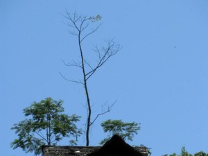 Percakapan Kejakartaan di Baduy Dalam