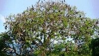 Pohon yang dijadikan tempat bertengger burung-burung air.