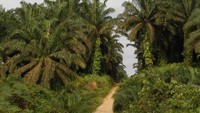 Perkebunan Sawit di Riau