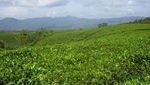 Perkebunan Teh Kabawetan Puncak di Samping Bukit Barisan
