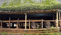 Basement Rumah Adat Suku Karo untuk Kandang Hewan