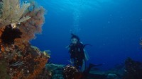 Menyelam di Raja Ampat