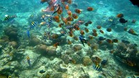 Ikan yang ramah sekitar Gili Air (YF)