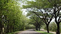 Lingkungan sekitar pantai yang masih teduh dan asri