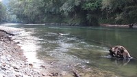 Pemandangan sungai dari pinggir camp