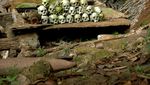 Petualangan Indiana Jones di Toraja