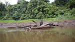 Petualangan Malam di Sungai Daerum yang Penuh Tantangan