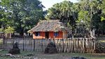 Pohon Kehidupan Bagi Masyarakat Rote Ndao