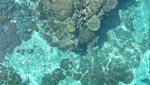 Pulau Alor kaya dengan Wisata Budaya, Alam dan Laut