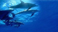 ganggaislands.com