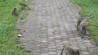 Salah satu kelenteng di Pulau Kembang (M.Yusuf Simatupang/ACI)