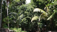 Mata Air Oemau, Desa Oemau Kab. Rote Ndau