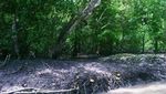 Rahasia Bedul Mangrove yang Spektakuler