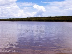 Rahasia Bedul Mangrove yang Spektakuler