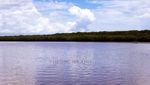 Rahasia Bedul Mangrove yang Spektakuler