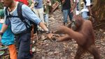 Ranger, Menjadi Orang Hutan Menjaga Orangutan