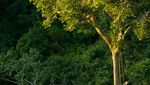 Rasakan Sensasi Seru Amazon Tree Climbing