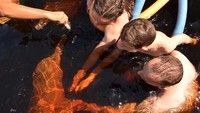 Berenang dengan lumba-lumba (Sumber: amazontreeclimbing.com)