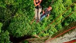 Rasakan Sensasi Seru Amazon Tree Climbing