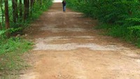 Satu-satunya tempat di mana anda bisa menemukan deretan pohon cemara langka.