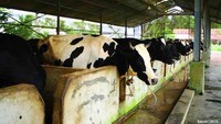 Sekitar 400 sapi dipelihara di berbagai titik berbeda di Bangka Botanical Garden.