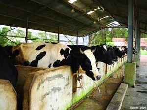 Ratusan Sapi Hijaukan Bumi Bangka